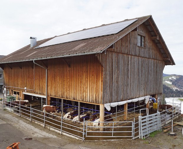 Den Anbindestall geschickt in einen Laufstall umgebaut Der deckenlastige Stall der Familie Alder in Hemberg ist auf zwei Seiten offen. (Bilder Michael Götz)