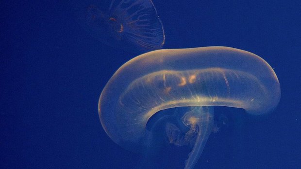 Ohrenquallen im Zoo Basel sind immer in Bewegung, der Quallenkreisel ermöglicht stetiges Treiben.