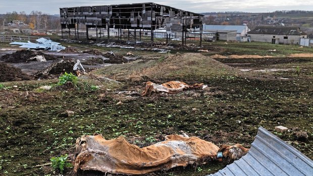 Tote Kühe vor den zerbombten Ställen.
