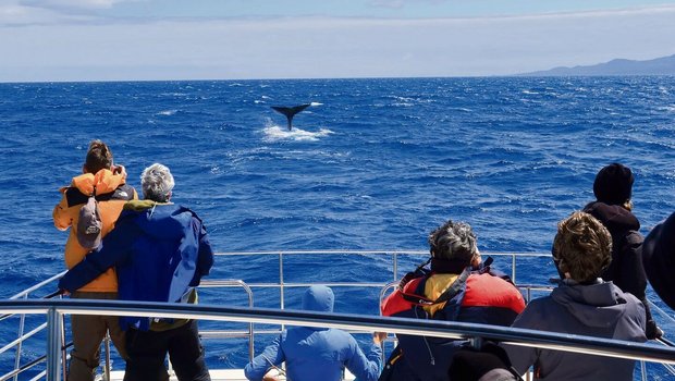Auch Meerestiere sind Teil der Projekte von Biosphere Expeditions. Sei es der Schutz von Meeresschildkröten in Costa Rica (oben) oder das Beobachten von Walen auf den Azoren (unten).