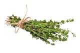 Thymian – Thymus vulgaris L. – Der Hauptinhaltsstoff Thymol besitzt eine starke desinfizierende, fungizide und bakterizide Wirkung. Man kann damit zum Beispiel eine Zitzenessenz für nach dem Melken herstellen. 