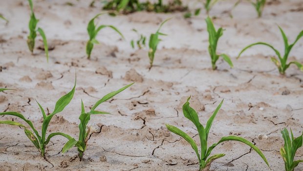 Die Trockenheit wird vor allem in der Landwirtschaft ein Problem. (Bild Couleur/pixabay)