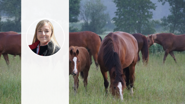 Pauline Queloz' Foto steht vor einer Freiberger Stute mit ihrem Fohlen, die auf der Weide grasen.