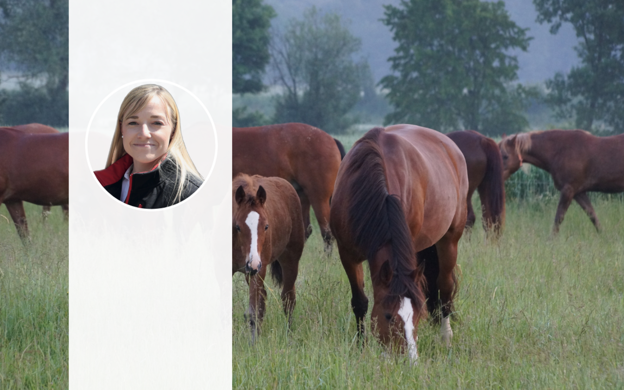 Pauline Queloz' Foto steht vor einer Freiberger Stute mit ihrem Fohlen, die auf der Weide grasen.