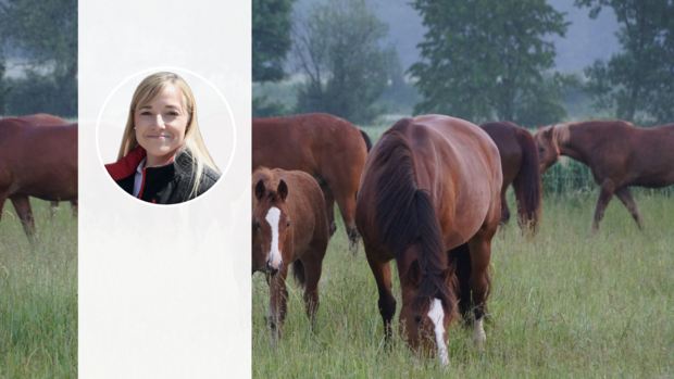 Pauline Queloz, Schweizerischer Freibergerverband Pauline Queloz' Foto steht vor einer Freiberger Stute mit ihrem Fohlen, die auf der Weide grasen.