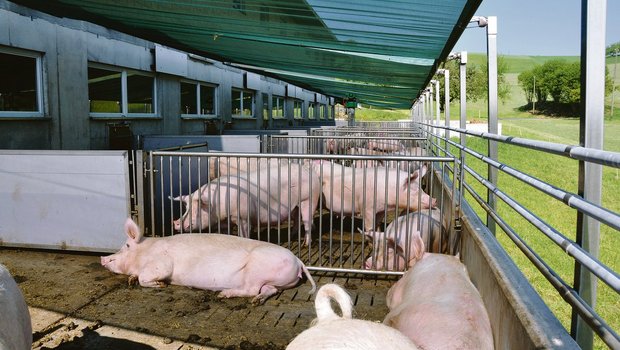 Sonnenbrand – ein Schattennetz hilft – und Sommerhitze sind Gift für die Fruchtbarkeit. Bild aus dem Luzerner Hinterland. (Bild zVg)