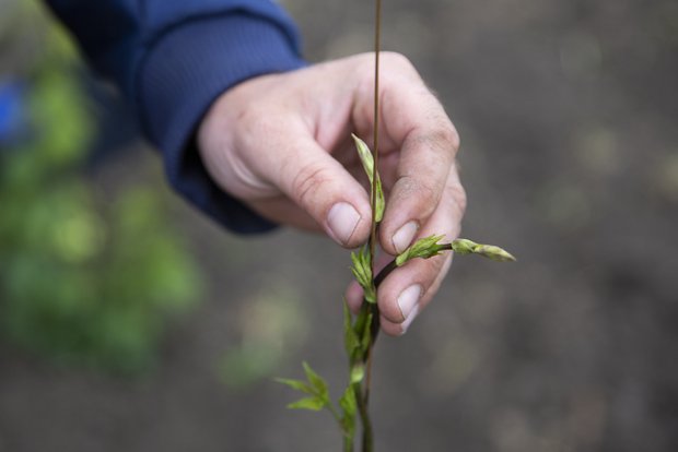Hopfenanbau braucht viel Handarbeit. Bild: Mareycke Frehner 