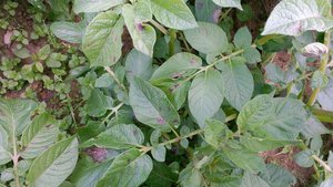 CRISPR/Cas bei Kartoffeln Kartoffelpflanzen, die von Kraut- und Knollenfäule befallen sind.