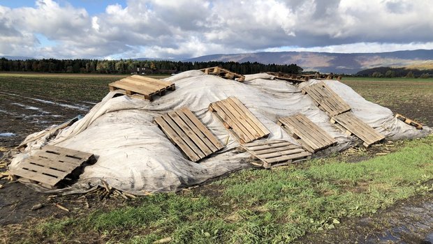 Feldrandmiete mit Pfälzerrüebli