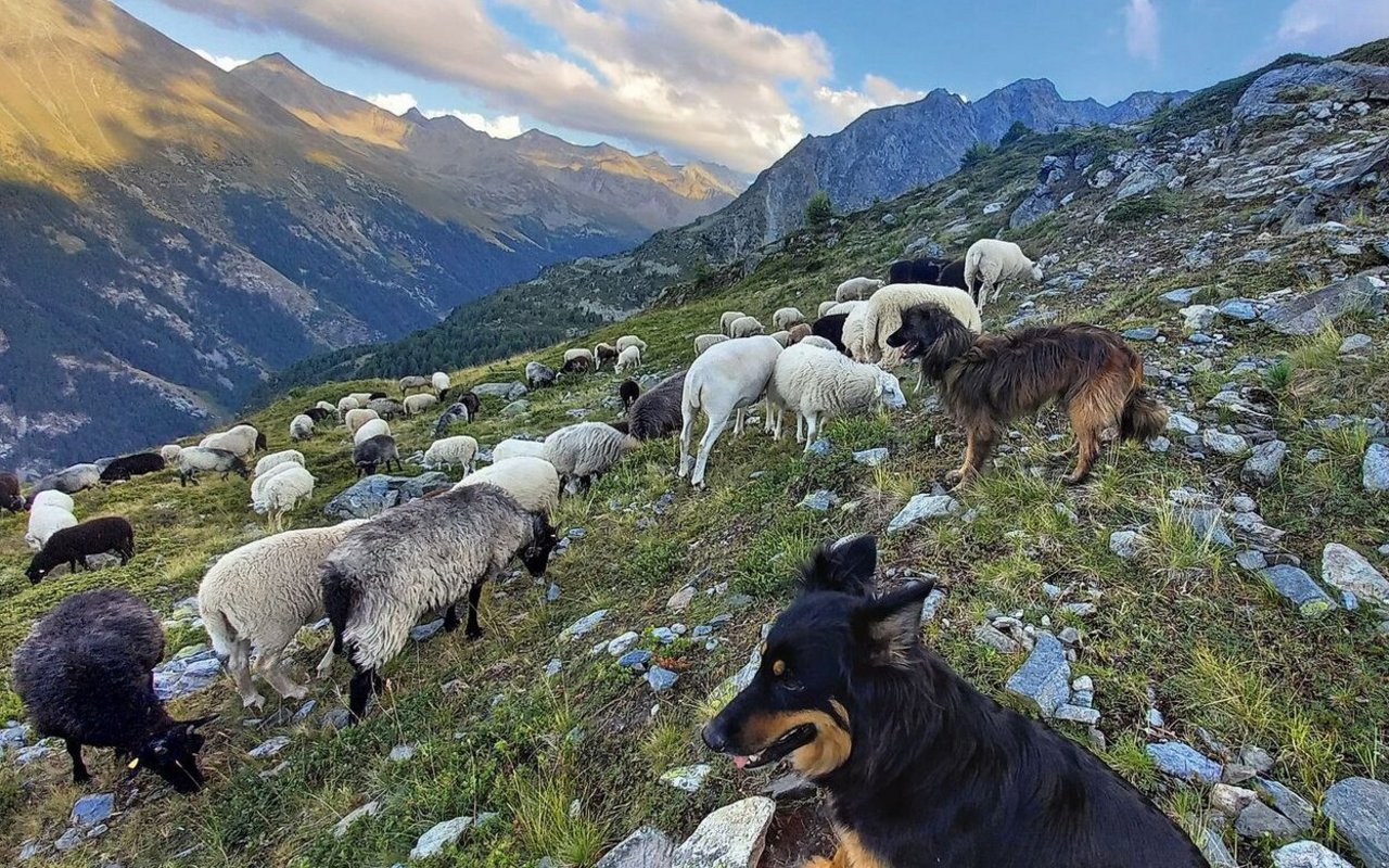 Eine Alpweide ist überdeckt mit Schafen in verschiedenen Farben. Zwei Hütehunde stehen zuoberst und beobachten die Herde.