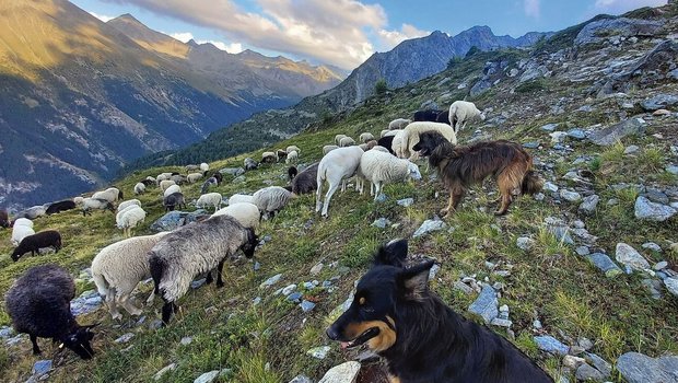 Eine Alpweide ist überdeckt mit Schafen in verschiedenen Farben. Zwei Hütehunde stehen zuoberst und beobachten die Herde.