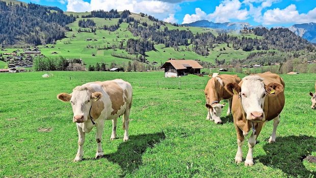 Dana (links) und ihre beste Freundin gemeinsam auf der Weide. Sie haben sich während der Erkrankung von Dana vermisst.