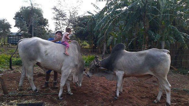 Zebu-Muni Roco lässt Michèle Hubers Tochter Gabriela sogar auf sich reitet. Papa Victor passt auf. Der etwas kleinere Muni Nilo ist noch zahmer und schnuppert interessiert.