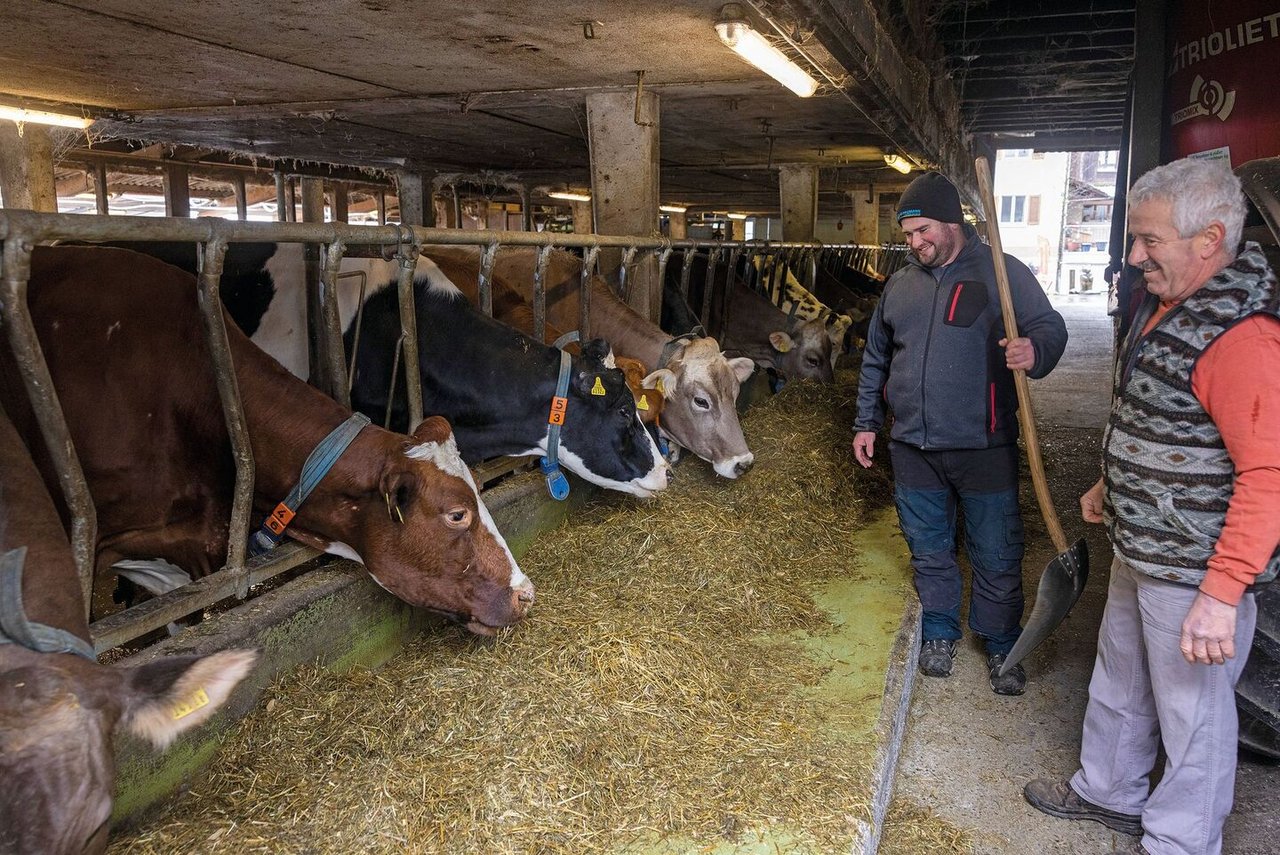 Senior-Chef Jean-Jacques wird weiterhin zum Vieh schauen.