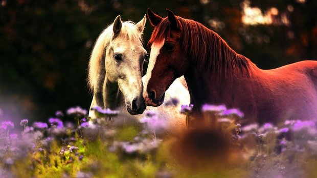 Bildlegende Bild oben