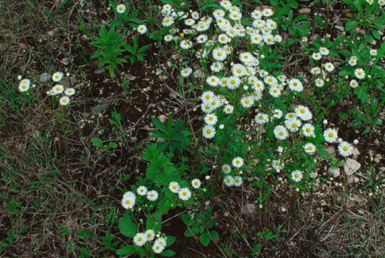 Auch wenn die Blumen schön aussehen, dieser Neophyt ist invasiv und verbreitet sich vor allem in lückigen Beständen und Ruderalflächen stark. (Bild neophyt.ch)