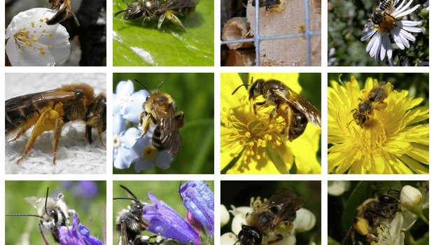 Fast die Hälfte der einheimischen Wildbienenarten ist bedroht. Helfen kann eigentlich jeder und jede. (Bild Screenshot bienen.ch) 