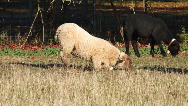 Moderhinke führt zu einer eitrigen Entzündung und Ablösung des Klauenhorns. Weiden auf den «Knieen» ist ein Hinweis auf Schmerzen wegen Moderhinke. Bild: BGK