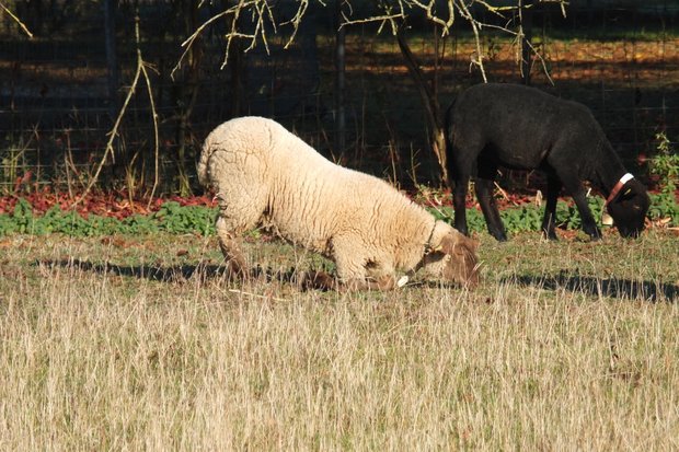So gelingt die Moderhinke-Sanierung der Herde Moderhinke führt zu einer eitrigen Entzündung und Ablösung des Klauenhorns. Weiden auf den «Knieen» ist ein Hinweis auf Schmerzen wegen Moderhinke. Bild: BGK