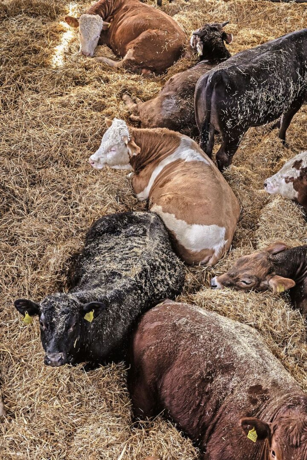 Die Tierhaltung ist zentral. Die Mastmunis und Mutterkühe werde extra auf Tiefstreue gehalten, um möglichst viel betriebseigenen Mist zu produzieren.