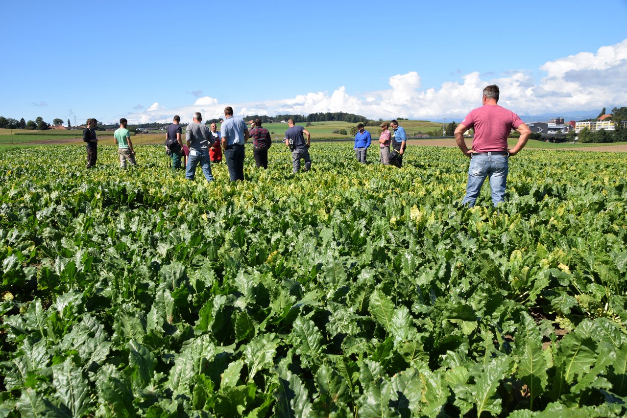 Streng begutachten die Teilnehmer des FiBL-Flurgangs die Zuckerrübenfelder einiger Produzenten. (Bild BauernZeitung/Sera J. Hostettler) 