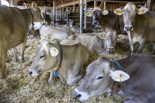 Neue Kühe in Herde eingliedern Kühe müssen einander beriechen können. Kommt ein neues Tier in die Herde, muss es zuerst seinen Platz in der Hierarchie finden. Bild: die grüne/Gian Vaitl