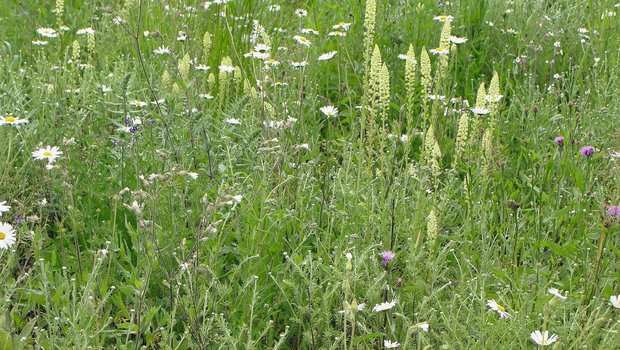 Die Buntbrache fördert dank 30 verschiedenen Pflanzenarten noch mehr Tierarten.