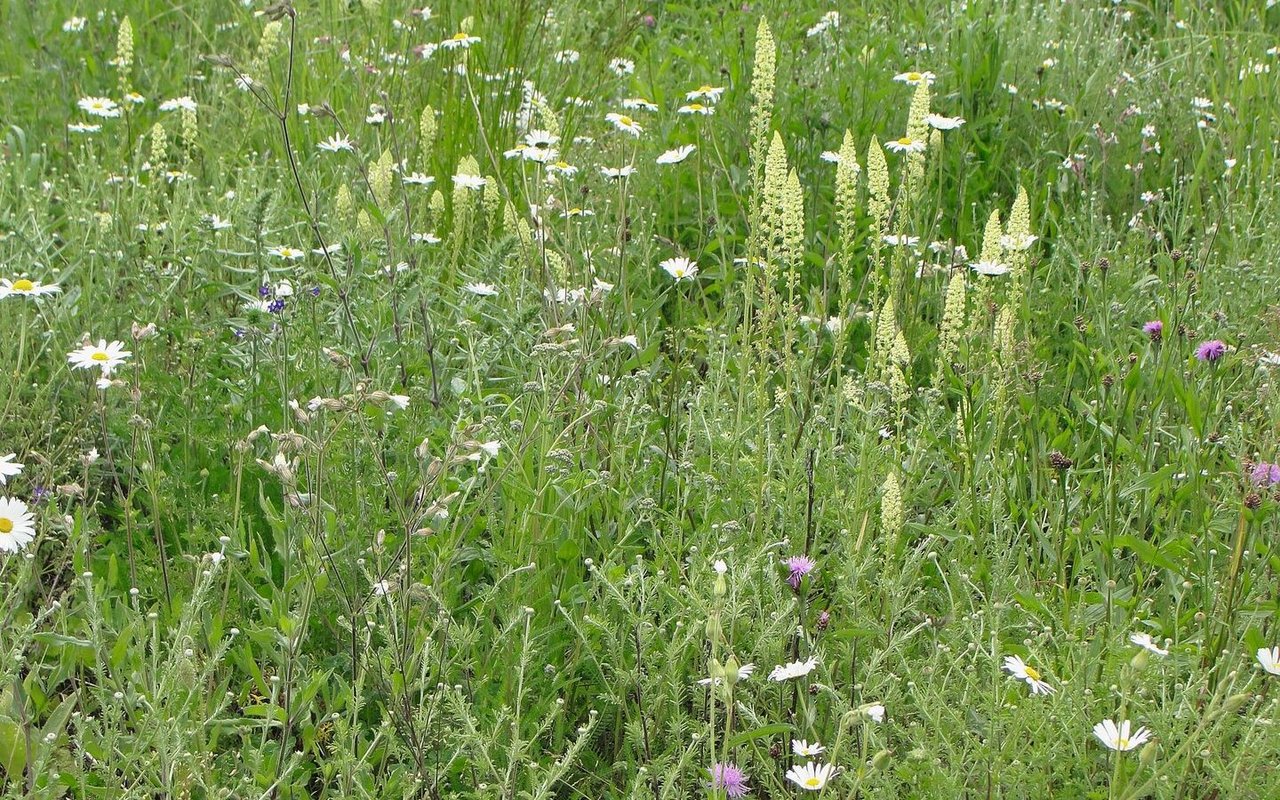 Die Buntbrache fördert dank 30 verschiedenen Pflanzenarten noch mehr Tierarten.