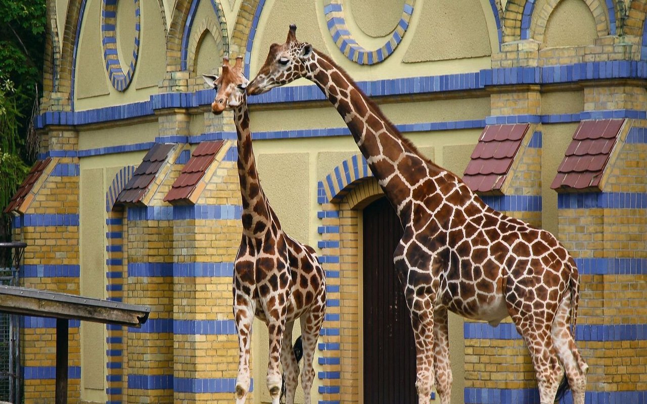 Rothschild- und Netzgiraffe vor dem Antilopenhaus des Berliner Zoos. 