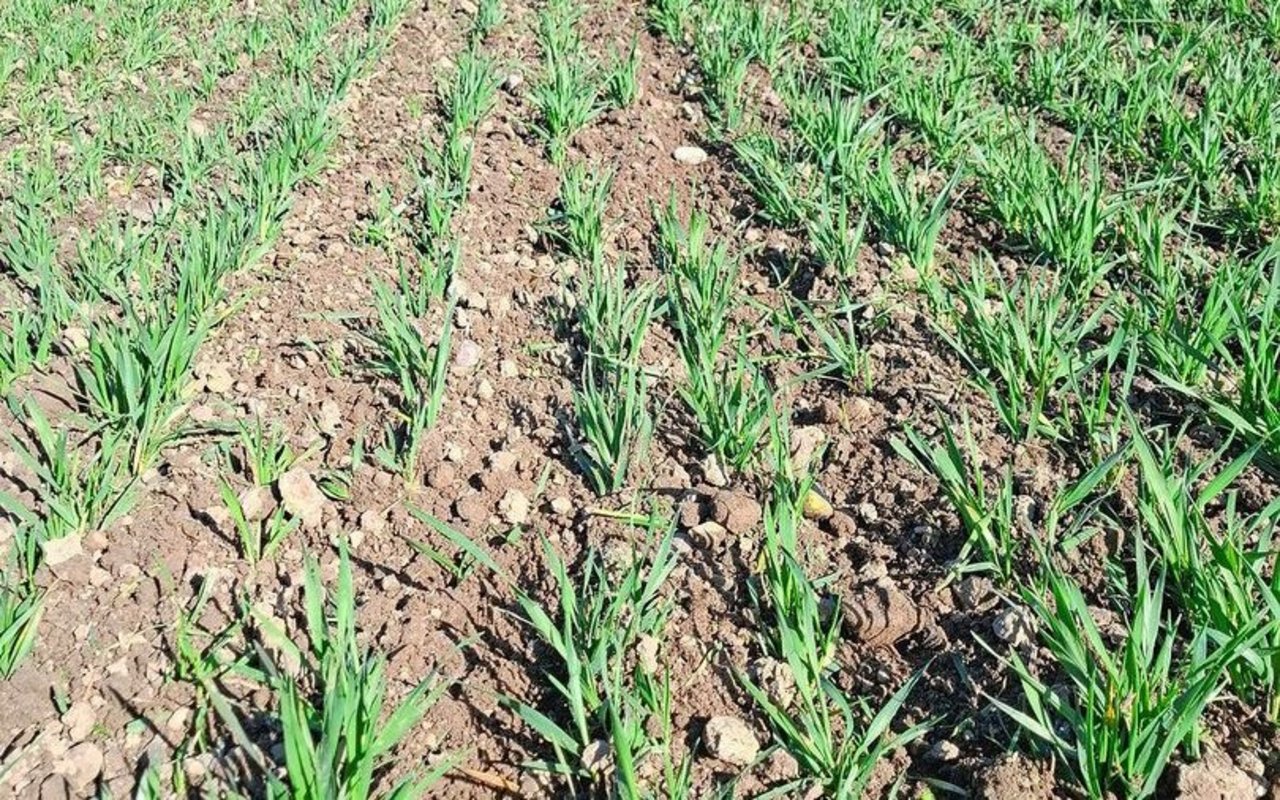 Das Unkraut auszureissen oder zu verschütten, hat hier gut funktioniert.