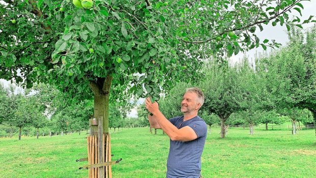 Urs Amrein begutachtet die Früchte an einem Apfelbaum. Auf dem Pro Specie Rara Archehof stehen noch über 600 Hochstammbäume von über 400 Sorten. Viele sind Patenbäume.   