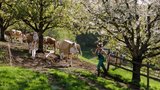Bei der Arbeit mit den Milchkühen kann Junglandwirtin Manuela Lerch am besten abschalten. 