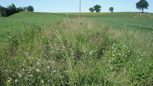 Ein schöner Saum muss einen minimalen Blütenanteil und Struktur aufweisen. Wegen des hohen Grasanteils in der Mischung und der guten Bodenbedeckung ist dieses Element auch für Bio gut geeignet, da es weniger schnell verunkrautet.