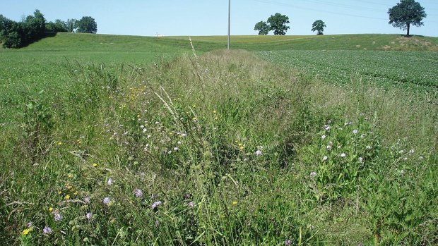 Ein schöner Saum muss einen minimalen Blütenanteil und Struktur aufweisen. Wegen des hohen Grasanteils in der Mischung und der guten Bodenbedeckung ist dieses Element auch für Bio gut geeignet, da es weniger schnell verunkrautet. Ein schöner Saum muss einen minimalen Blütenanteil und Struktur aufweisen. Wegen des hohen Grasanteils in der Mischung und der guten Bodenbedeckung ist dieses Element auch für Bio gut geeignet, da es weniger schnell verunkrautet.