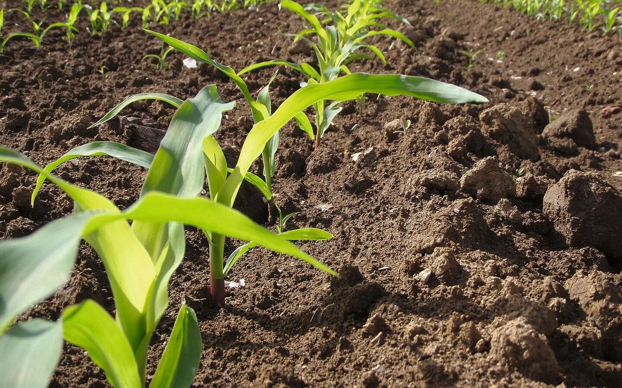 Mais hat in der Jugendentwicklung einen geringen Stickstoffbedarf. Der grösste Stickstoffbedarf des Mais beginnt erst ab dem 6-Blattstadium.