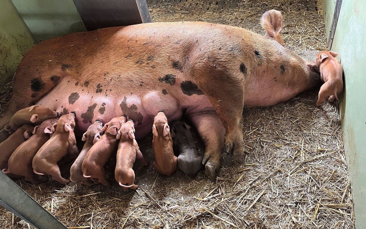 Saugferkel liegen an den Zitzen ihrer Mutter und trinken.