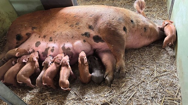 Parasitenbefall bei Saugferkeln Saugferkel liegen an den Zitzen ihrer Mutter und trinken.
