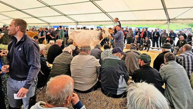 Sie weiss zu gefallen: Rebin Power Liz erzielte mit 5000 Franken den höchsten Tagespreis. Die leistungsstarke Red-Holstein-Kuh ist frisch gekalbt in zweiter Laktation und vereint auf ihren Papieren interessante Kuhlinien.