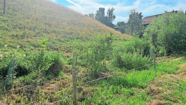 Insgesamt 100 m lang ist die gepflanzte Hecke auf dem Betrieb von Bernhard Marschall. Zum Schutz vor den Rehen mussten die Sträucher mit Stammschützen versehen werden. 