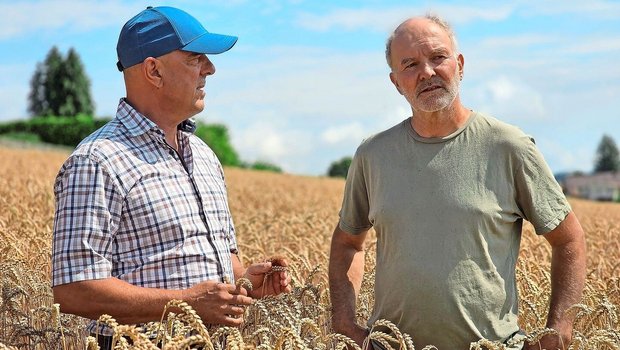 Lukas Kilcher (links) und Alfred Schädeli im Bio-Weizen. Wir haben die beiden zum Austausch – mit Blick in die Zukunft – getroffen.