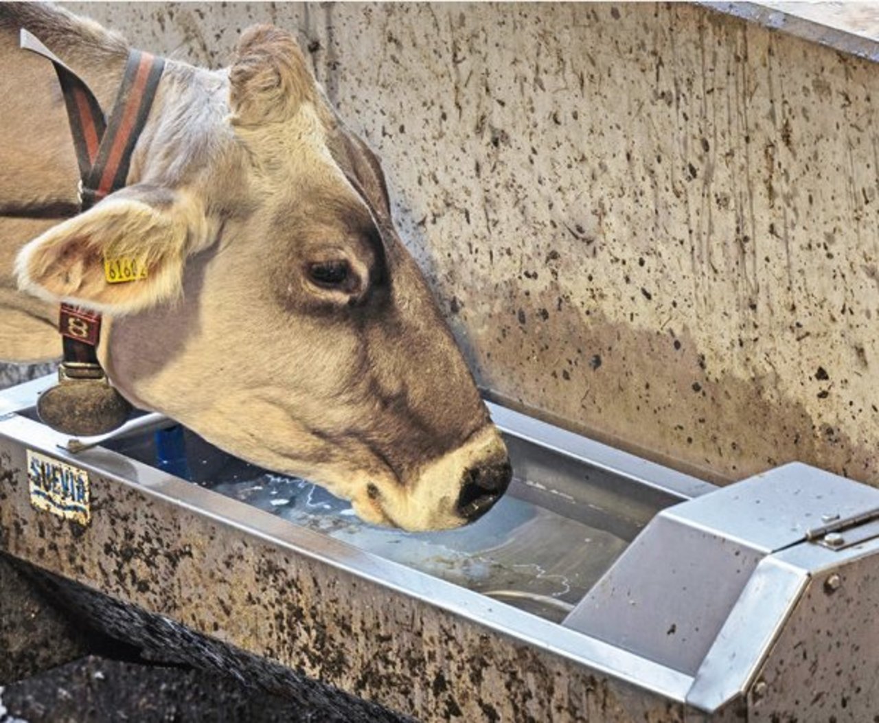 Kühe bevorzugen Tränkewannen, damit sie zum Trinken ihr Flotzmaul eintauchen können. Einfach zu reinigende Tränken sind wichtig, damit das Wasser stets sauber ist. 
