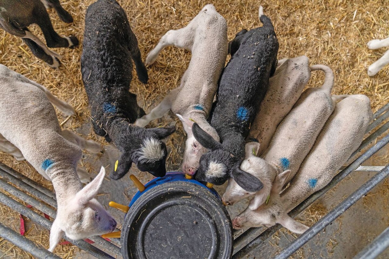 In der Grossgruppe saugen die Lämmer die Milch an Nippeln eines Fasses, das Landwirtin Johanna Huber extra für den Iselisberg gebaut hat.