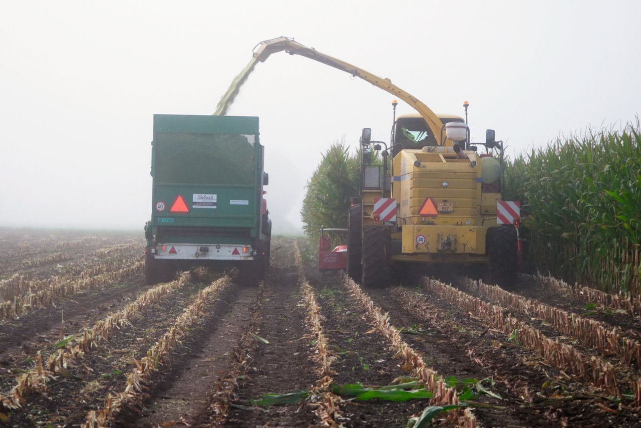 Der Mais hat bei der Pflugsaat einen guten Ertrag gebildet. Allerdings trägt der Boden die Erntemaschinen weniger gut als bei der Streifenfräs-Saat. Bild: Martina Rüegger