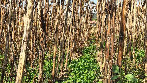 Kurz vor der Ernte zeigt sich die Untersaat bei Sonnenblumen als bodenschonender Teppich. Bild: Tilika Chamberlin