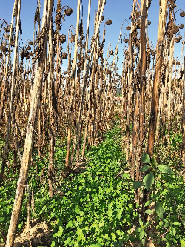 Sonnenblumen sind extensiv sehr gut anbaubar Kurz vor der Ernte zeigt sich die Untersaat bei Sonnenblumen als bodenschonender Teppich. Bild: Tilika Chamberlin