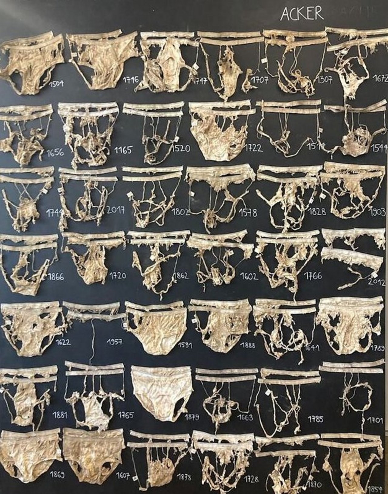 An dieser «Wand der Beweise» hängen einige der ausgegrabenen, halb zersetzten Unterhosen.