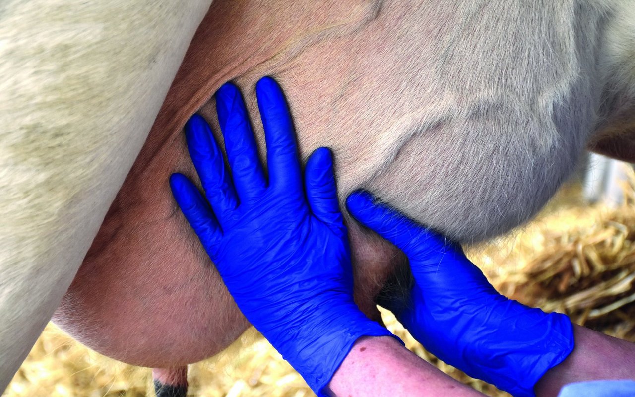 Zwei Hände in Handschuhen massieren das Euter.