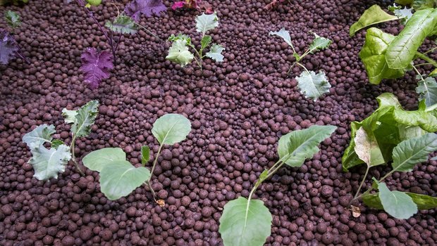 Start-ups bekommen viel Geld für Gemüse aus dem Untergrund. Bild: Gian Vaitl