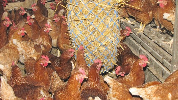 In einem Netz aufgehängtes Stroh dient der Beschäftigung der Hennen. Das ist besonders wichtig, wenn sie den Weideauslauf nicht nutzen können. Bild: Aviforum