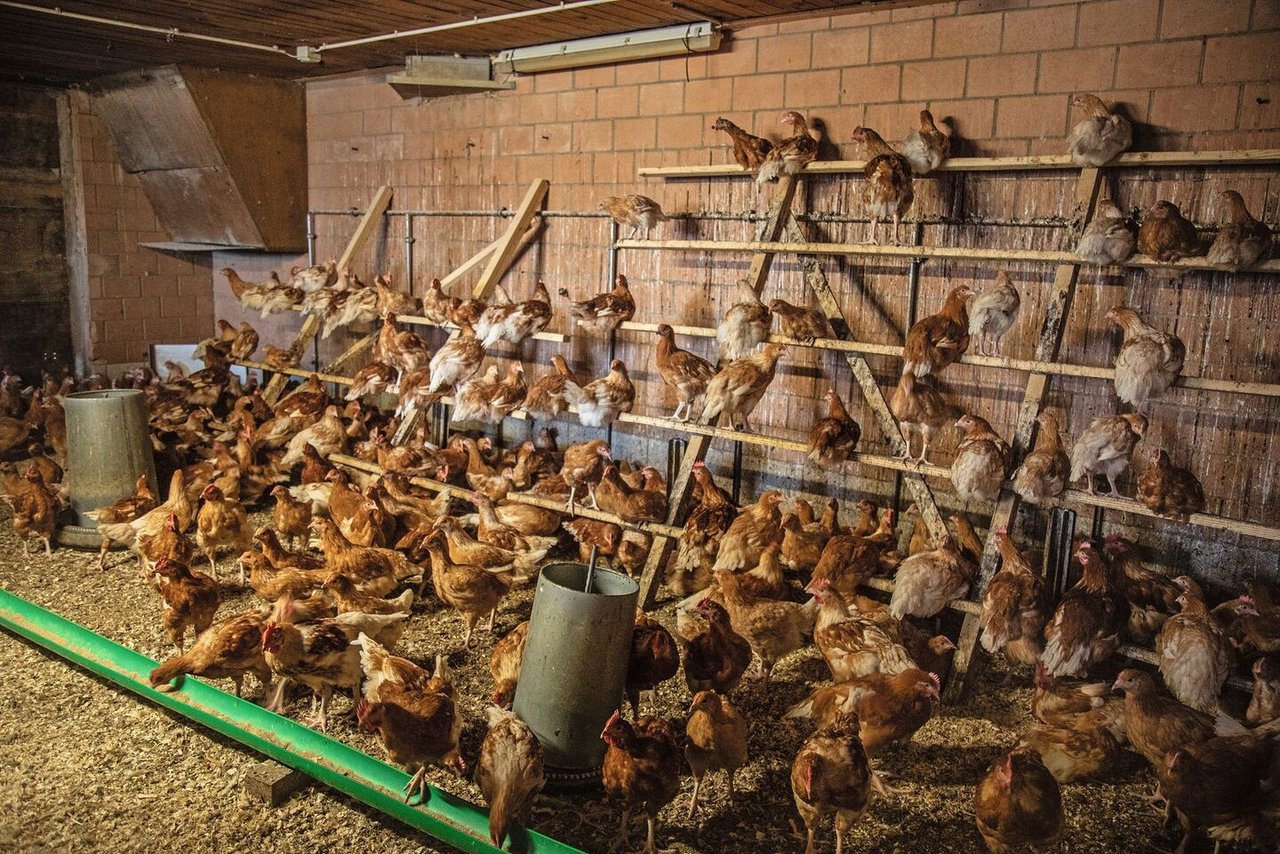 Fredy Stalders Poulets fressen eine Körnermischung, die er mit einem Agronom entwickelt hat und extra in einer regionalen Futtermühle herstellen lässt.